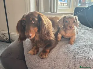 Dachshund dogs Girl dachshund - Advert 8