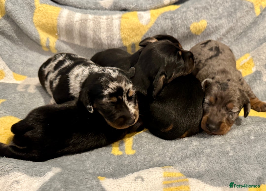 Miniature Dachshund dogs for sale: Mini dachshund puppies KC reg parents DNA tested - Image 8