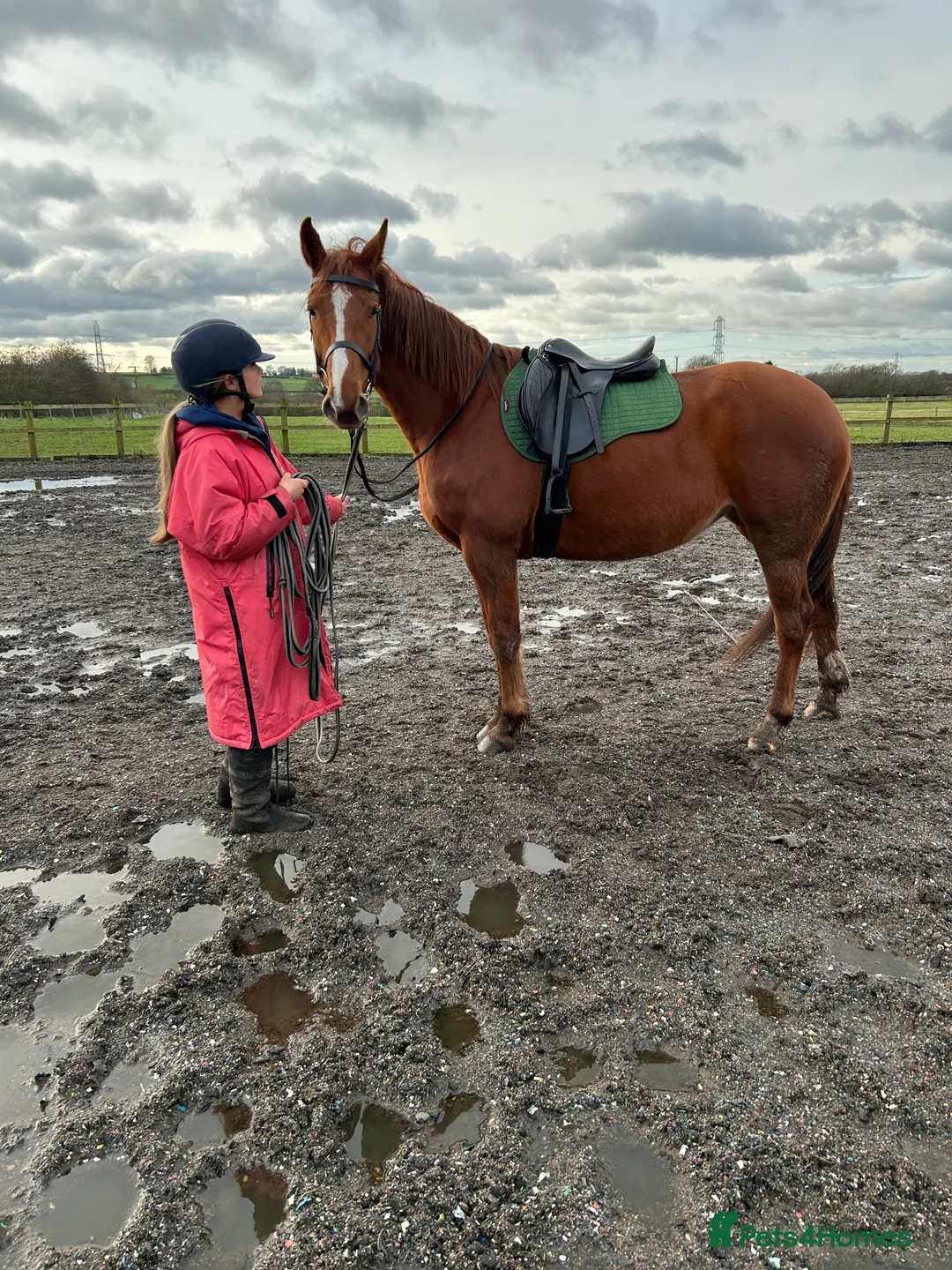 Irish Sports horses for sale: Stunning 15.2hh Chestnut Irish Sports Horse Mare - Advert 2