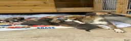 Lurcher dogs for sale: Lurcher puppy - Advert 6