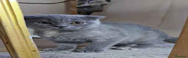 Scottish Fold 3