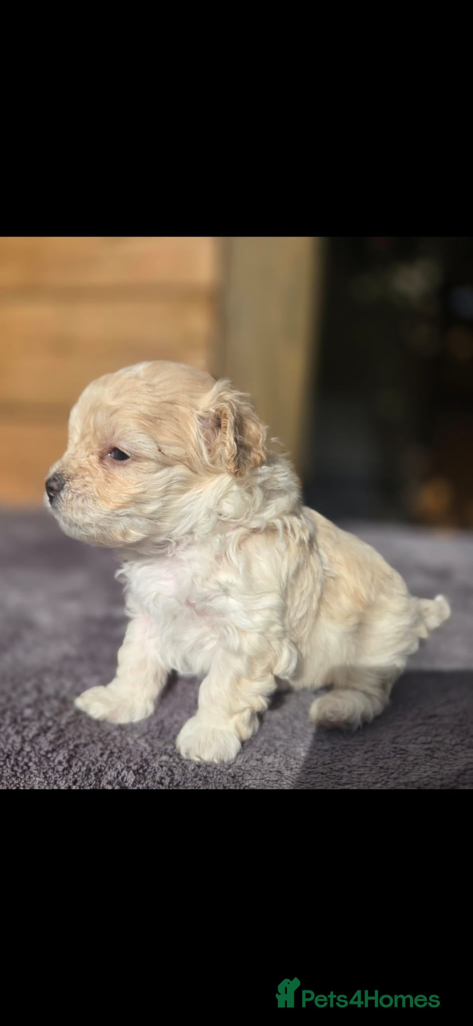 Maltipoo dogs F1🎀Maltipoo 🎀Luxury rare🎀 KC parents - Advert 9