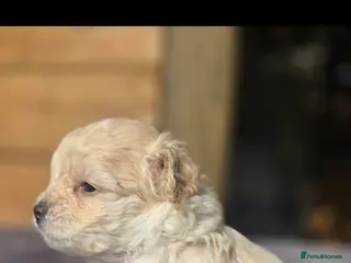 Maltipoo dogs F1🎀Maltipoo 🎀Luxury rare🎀 KC parents - Advert 2