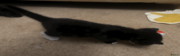 British Shorthair cats for sale: Two black kittens, one with some white    in Bristol - Advert 19