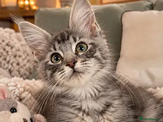 Maine Coon cats Maine Coon Kitten - Female - Advert 2