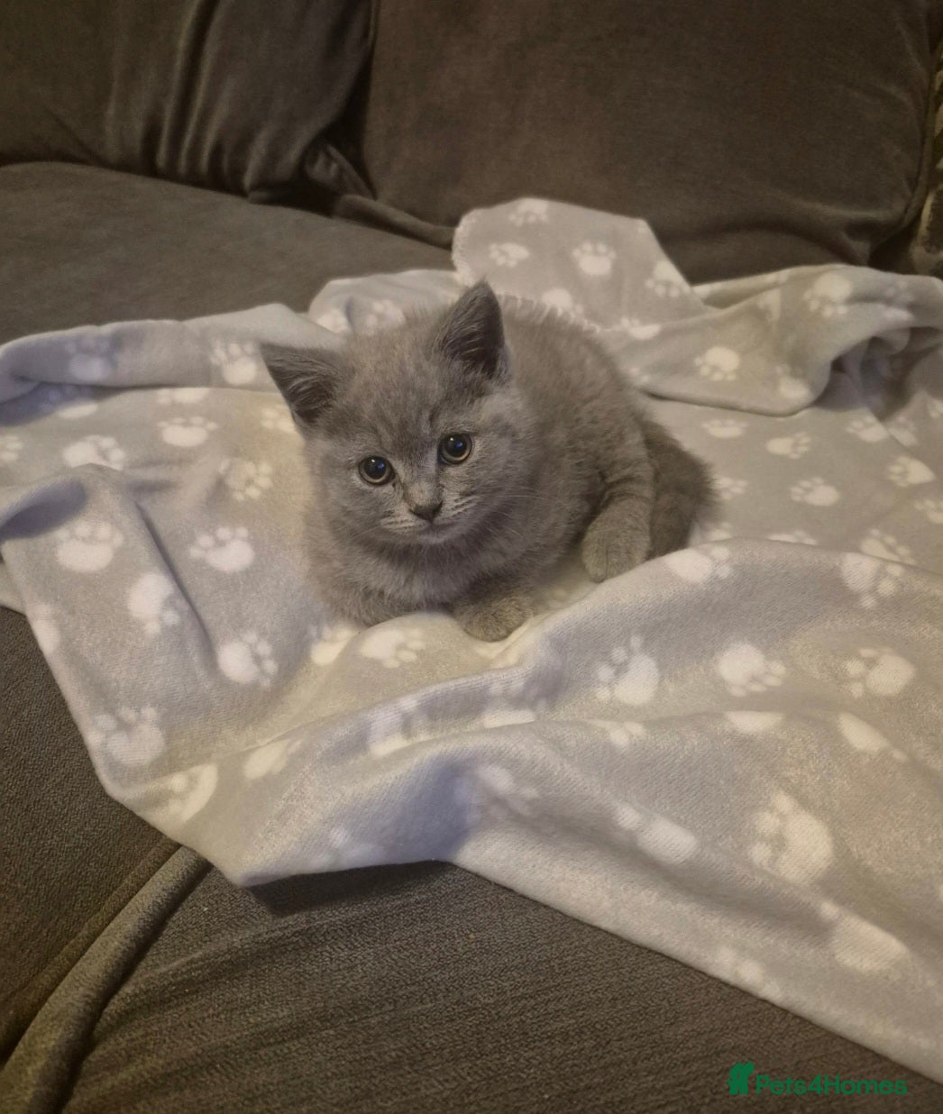 British Shorthair cats Female British short hair for sale - Advert 12