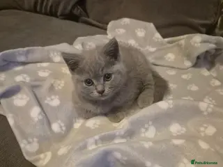 British Shorthair cats Female British short hair for sale - Advert 12