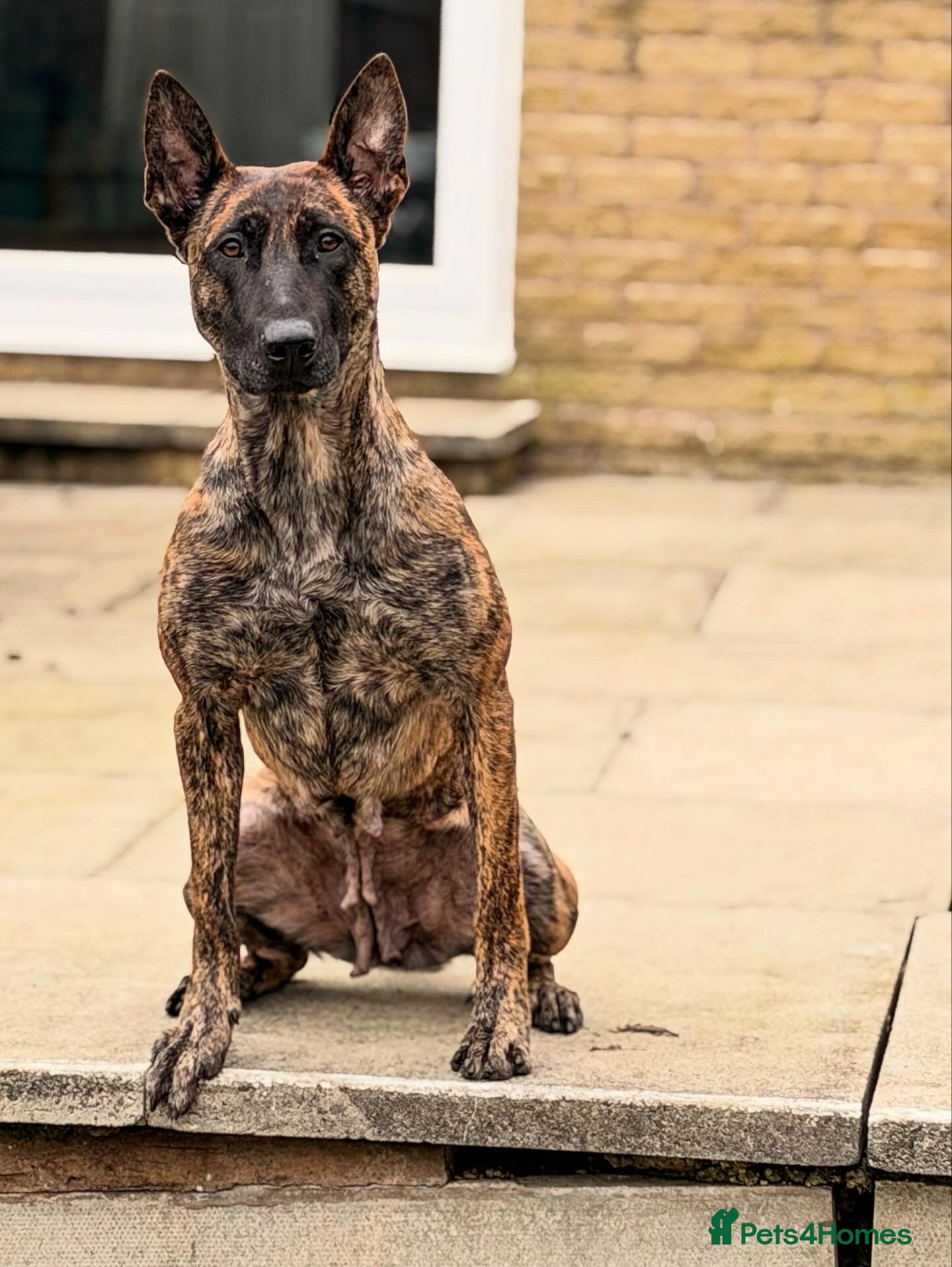 Belgian Shepherd Dog dogs Dutch Herders - Advert 17