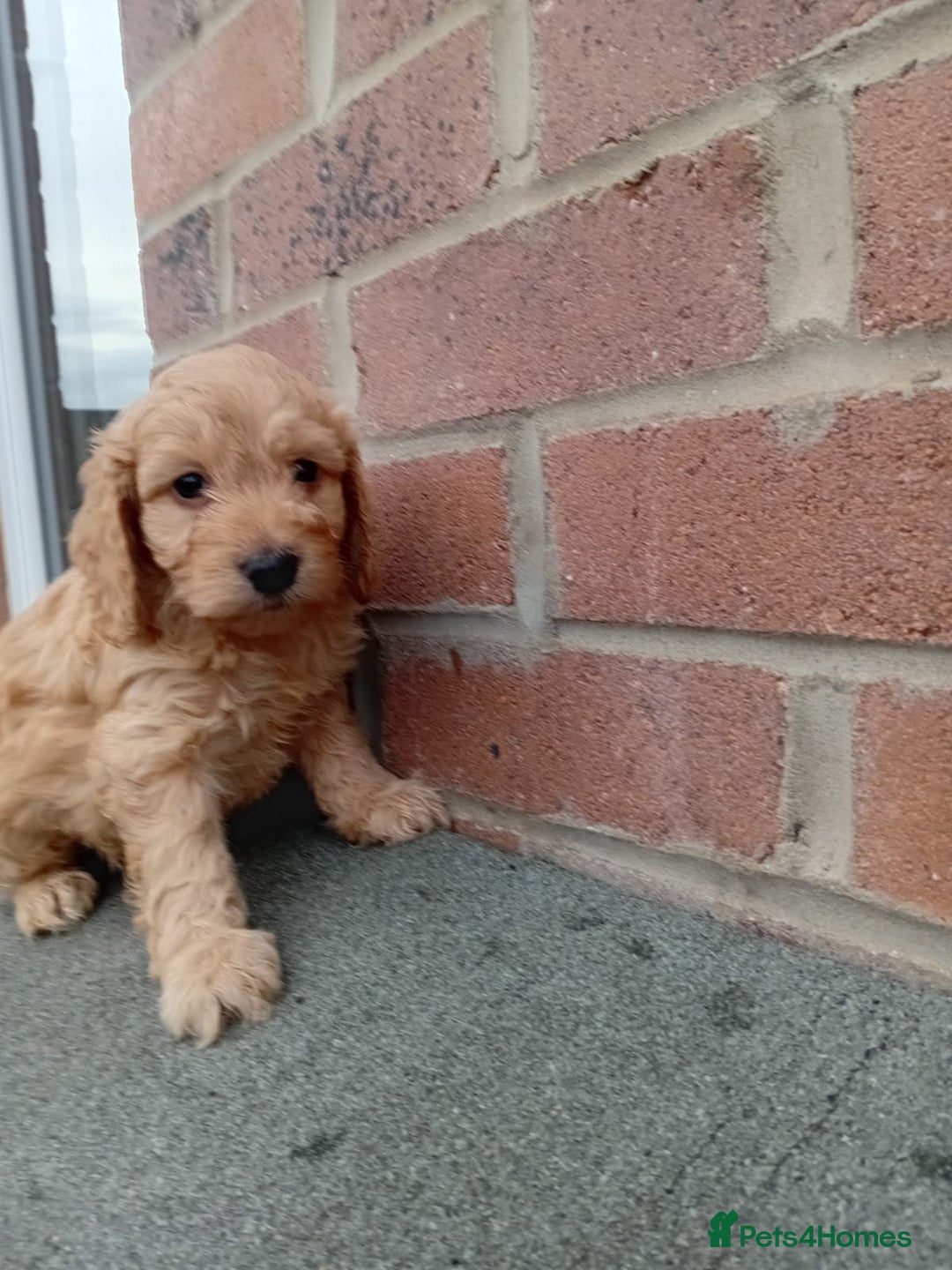 Cockapoo dogs for sale: Ready now stunning cockapoo girls - Advert 20