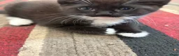 Mixed Breed cats for sale: Black and white kittens for sale  - Advert 3