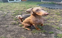 Dobermann dogs for sale: Outstanding Dobermann Puppies 5* licensed breeder - Image 11