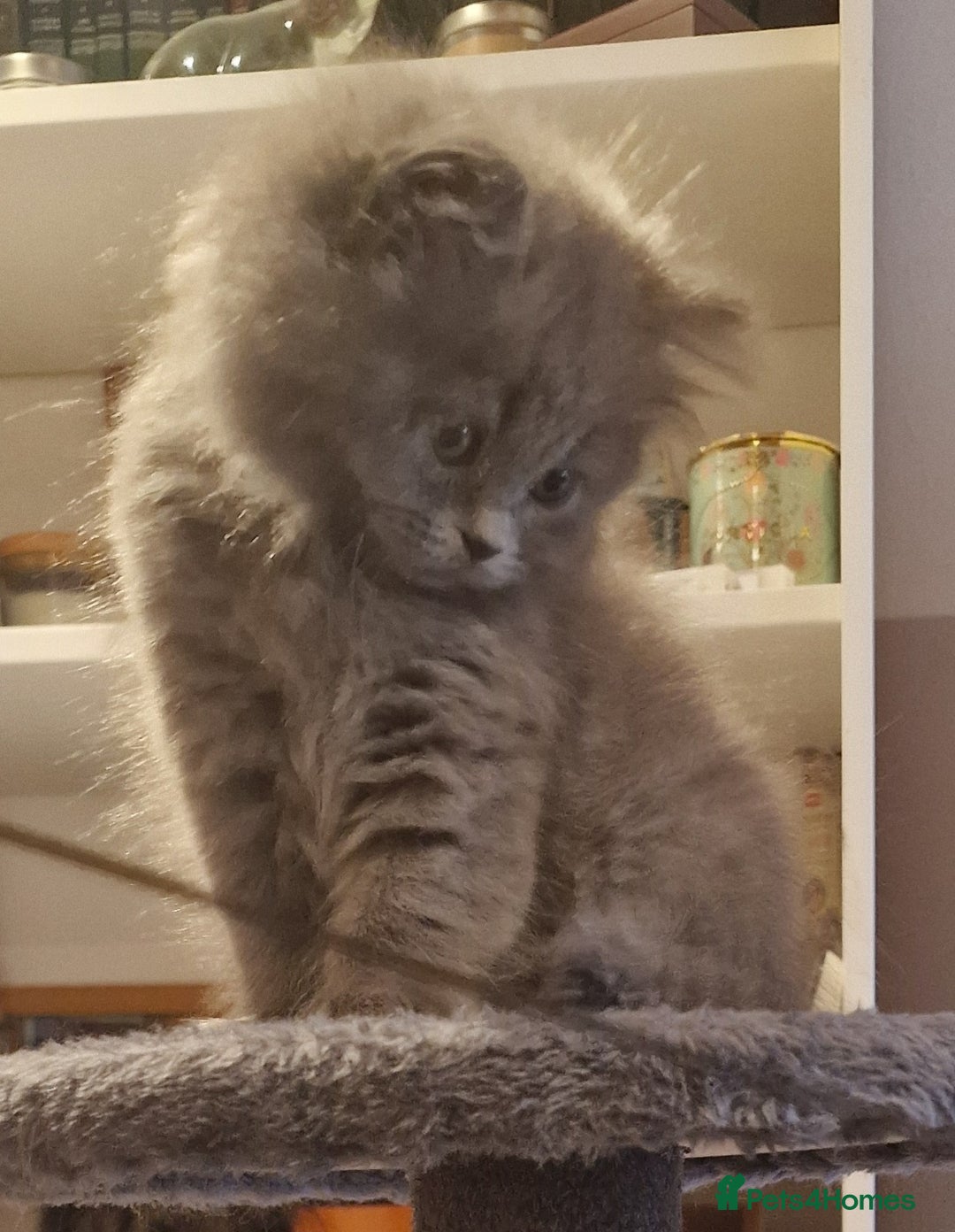 British Longhair cats for sale: Blue & Lilac Gorgeous British longhair kittens - Image 11
