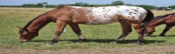 Appaloosa horses for sale: Huge potential in the right hands but read ad  in Doncaster - Advert 4