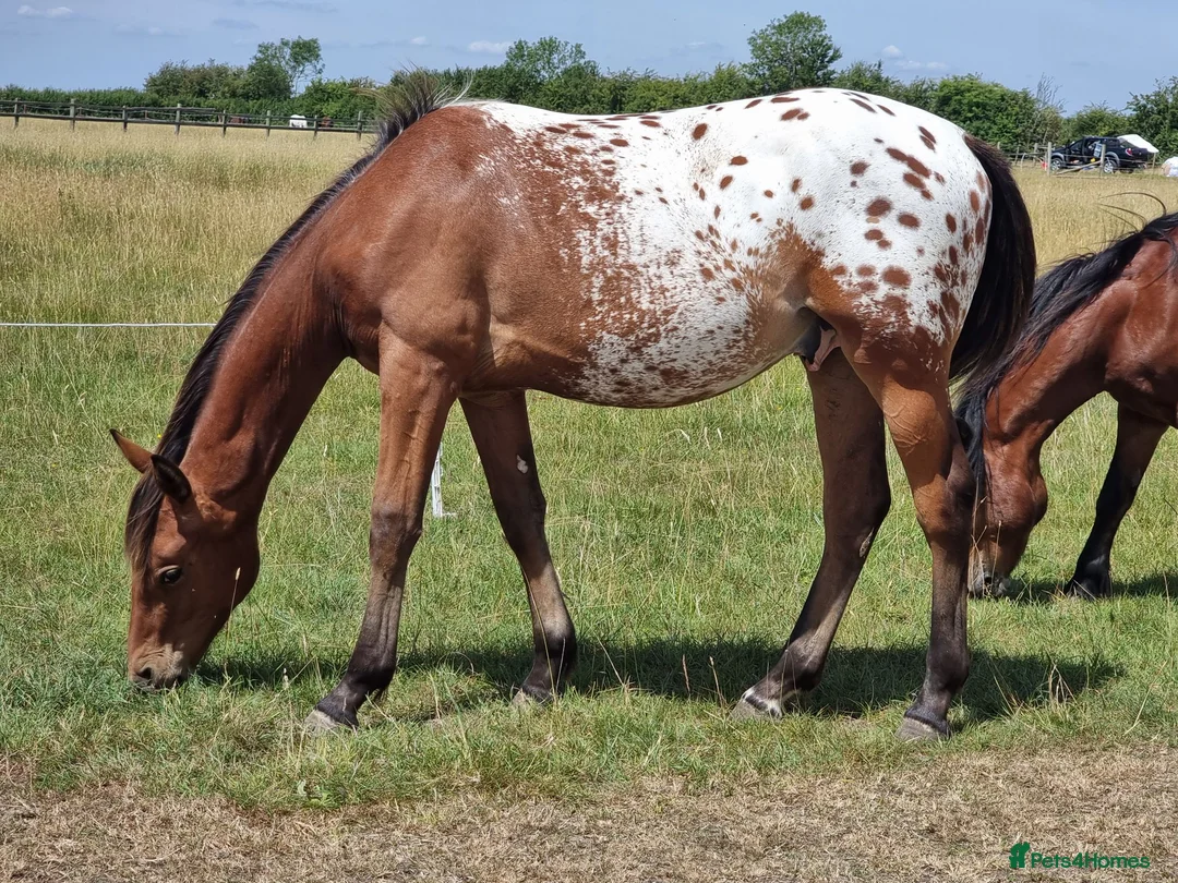 Appaloosa horses for sale: Huge potential in the right hands but read ad  in Doncaster - Advert 4