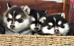 Pomsky dogs for sale: Very Tiny F4 Pomskys  - Image 24