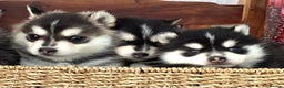 Pomsky dogs for sale: Very Tiny F4 Pomskys REDUCED NEEDS HOMES NOW - Advert 24