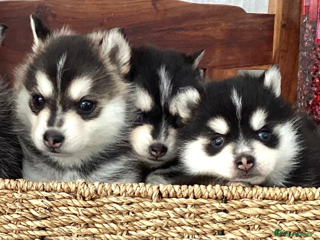 Pomsky dogs for sale: Very Tiny F4 Pomskys  - Image 24