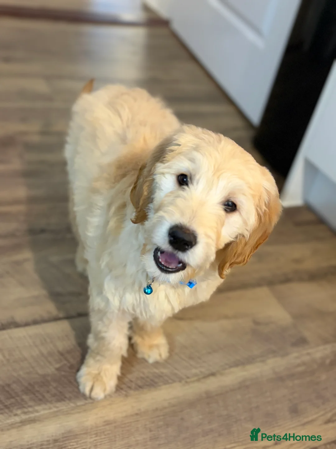 Golden Retriever dogs for sale: Golden Retriever Puppy – 9 Weeks Old in London - Advert 4