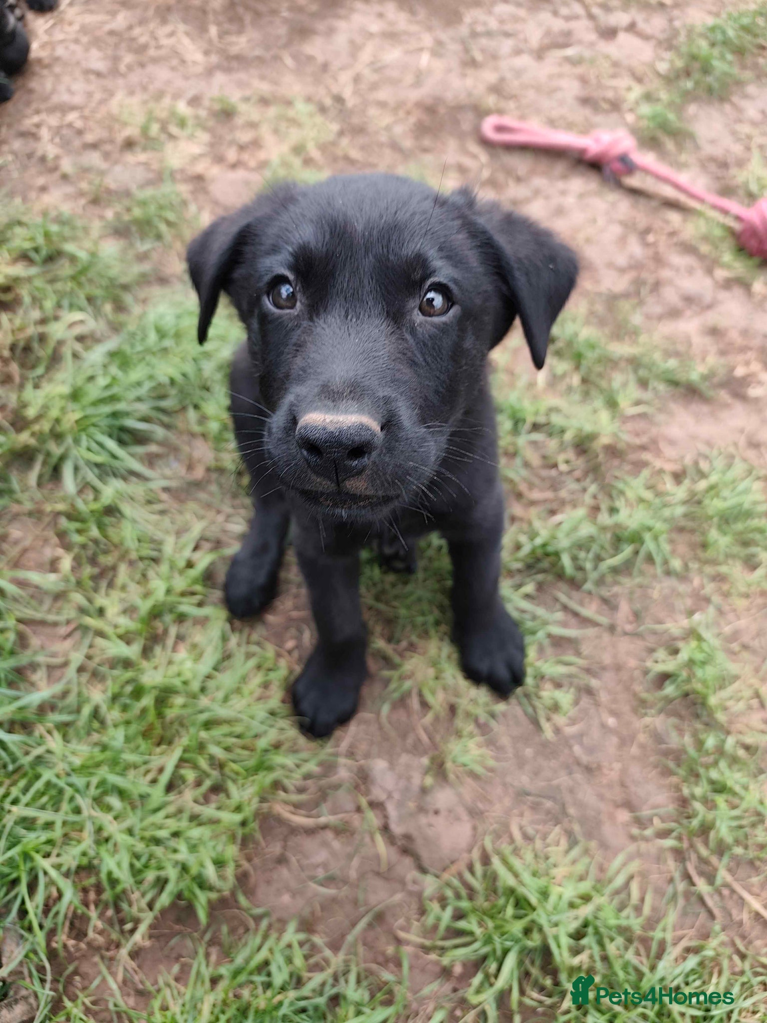 German Shepherd dogs 1BOY LEFT Beautiful German Shepherd Puppies - Advert 4