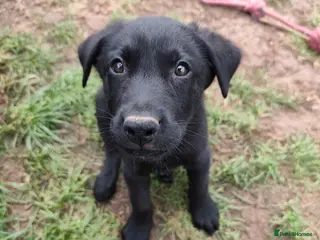 German Shepherd dogs 1BOY LEFT Beautiful German Shepherd Puppies - Advert 4