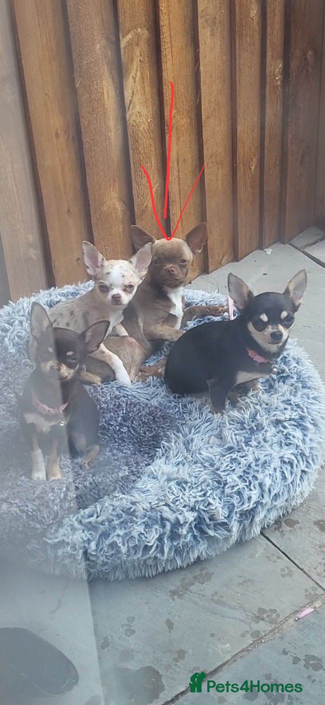 Chihuahua dogs for sale: Female Lilac/Chocolate Girl - Image 3