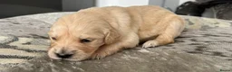Golden Retriever dogs for sale: Beautiful golden retriever puppies - Advert 31