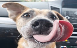 Mixed Breed dogs for sale: Big Golden Boy for Adoption  - Image 1
