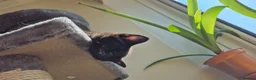 Ragdoll cats for sale: Ragdoll and rushian bluecat mix - Advert 11