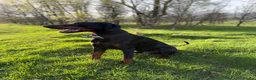 Dobermann dogs for sale: Judge - Advert 3