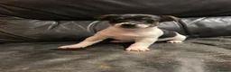 Jack Russell dogs for sale: Short legged Jack Russel puppies.  - Advert 2