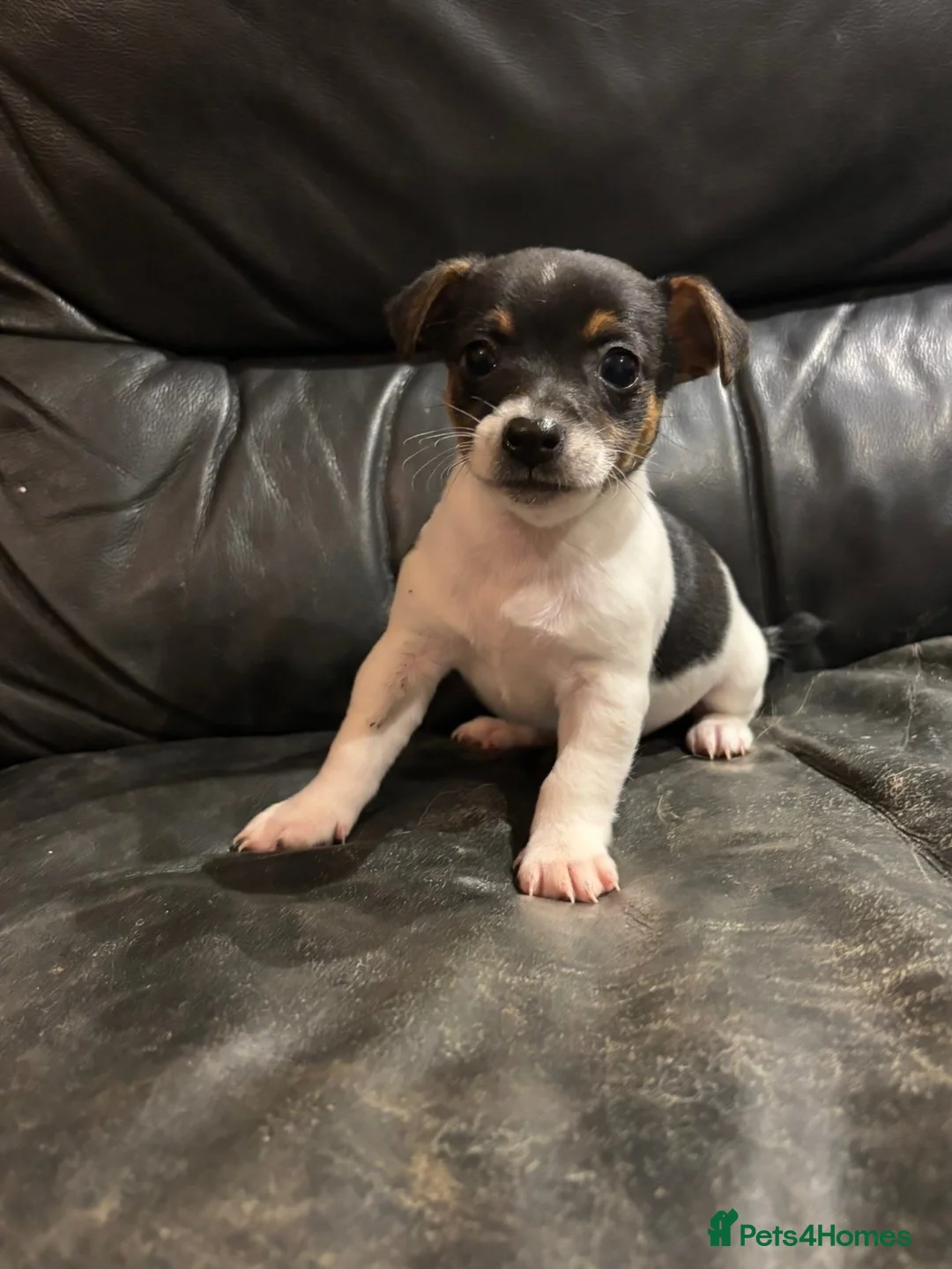 Jack Russell dogs for sale: Short legged Jack Russel puppies.  - Advert 2