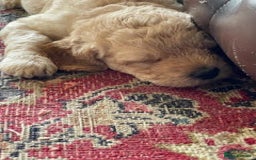 Labradoodle dogs for sale: Lily's Mini's - Multigen Mini Labradoodle Puppies - Image 25