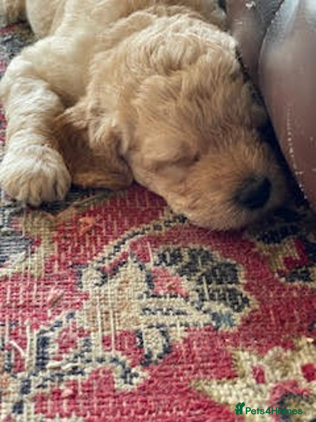 Labradoodle dogs for sale: Lily's Mini's - Multigen Mini Labradoodle Puppies - Image 25