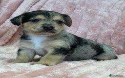 Jack Russell dogs for sale: Quality litter of beautiful Jack Russell puppies  - Image 15