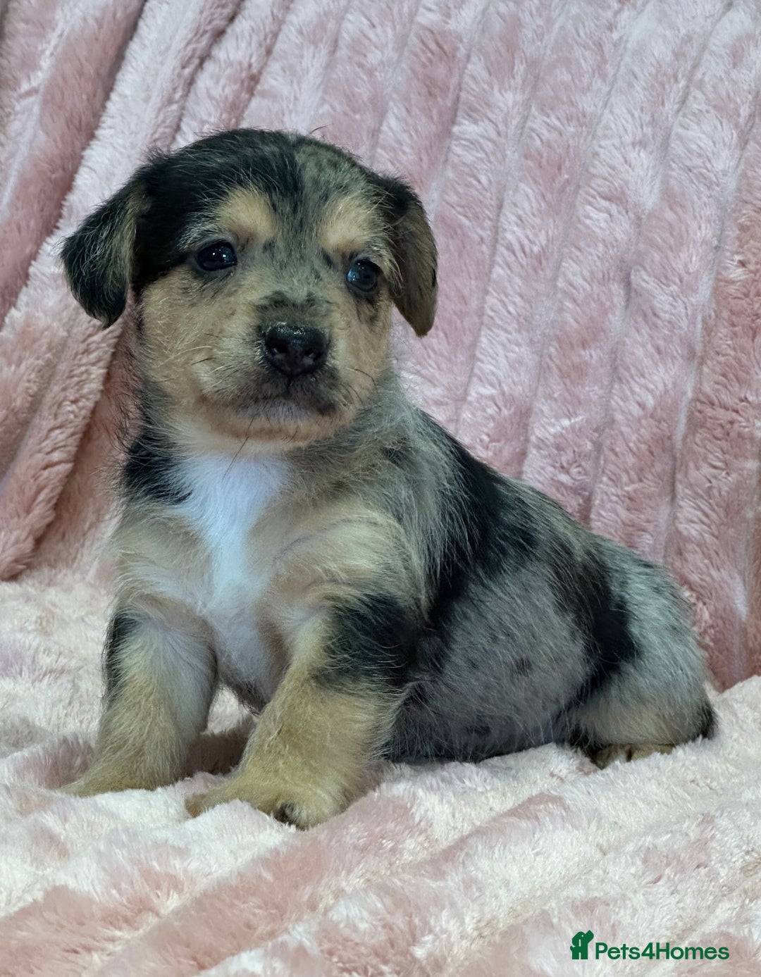 Jack Russell dogs for sale: Quality litter of beautiful Jack Russell puppies  - Image 15