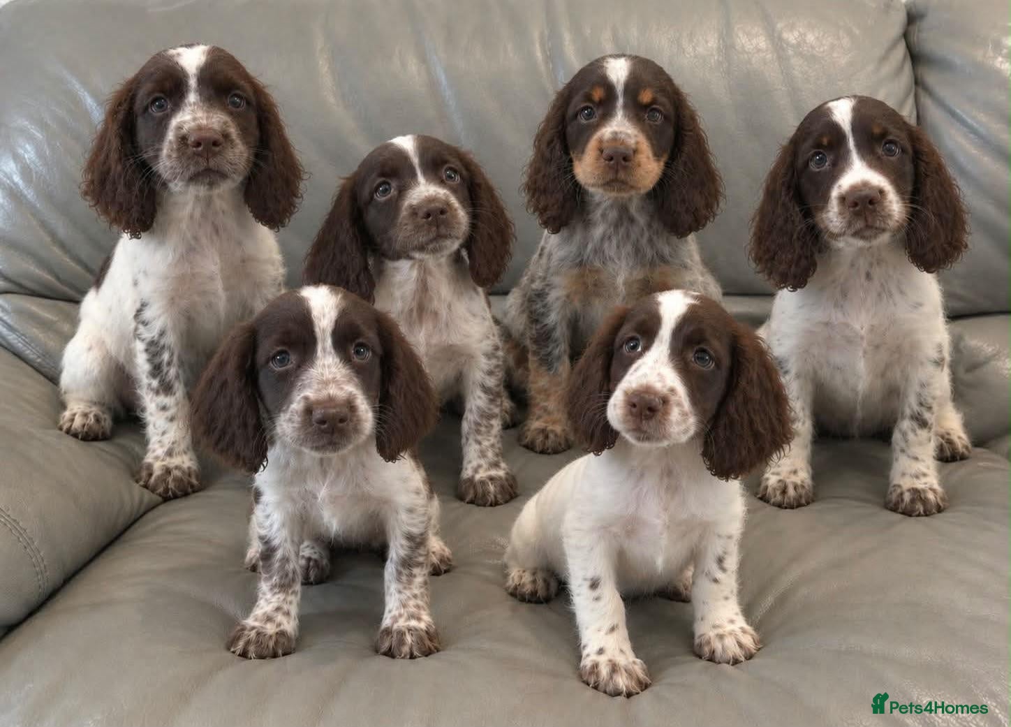 Cocker Spaniel dogs Cocker Spaniel Puppies Ready Now - Advert 2