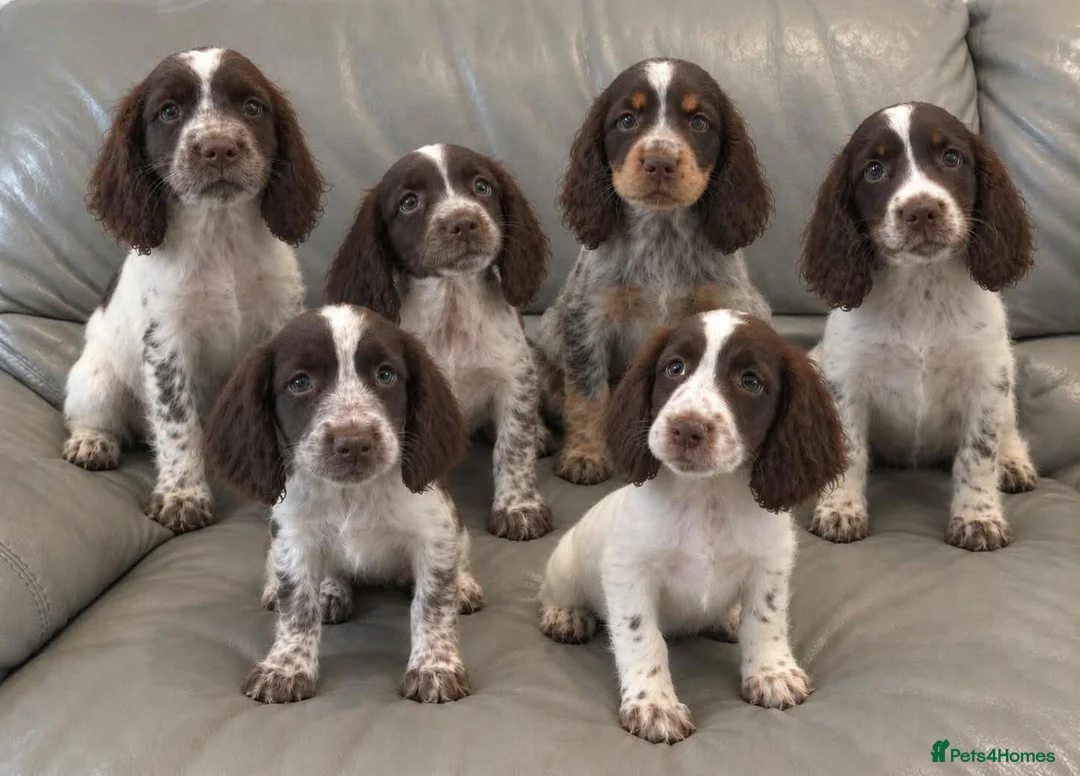 Cocker Spaniel dogs for sale: Cocker Spaniel Puppies Ready Now - Advert 1