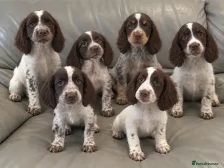 Cocker Spaniel dogs Cocker Spaniel Puppies Ready Now - Advert 1