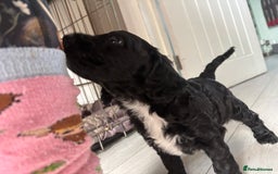 Cockapoo dogs for sale: 1 male black and white cockapoo left for sale - Image 2