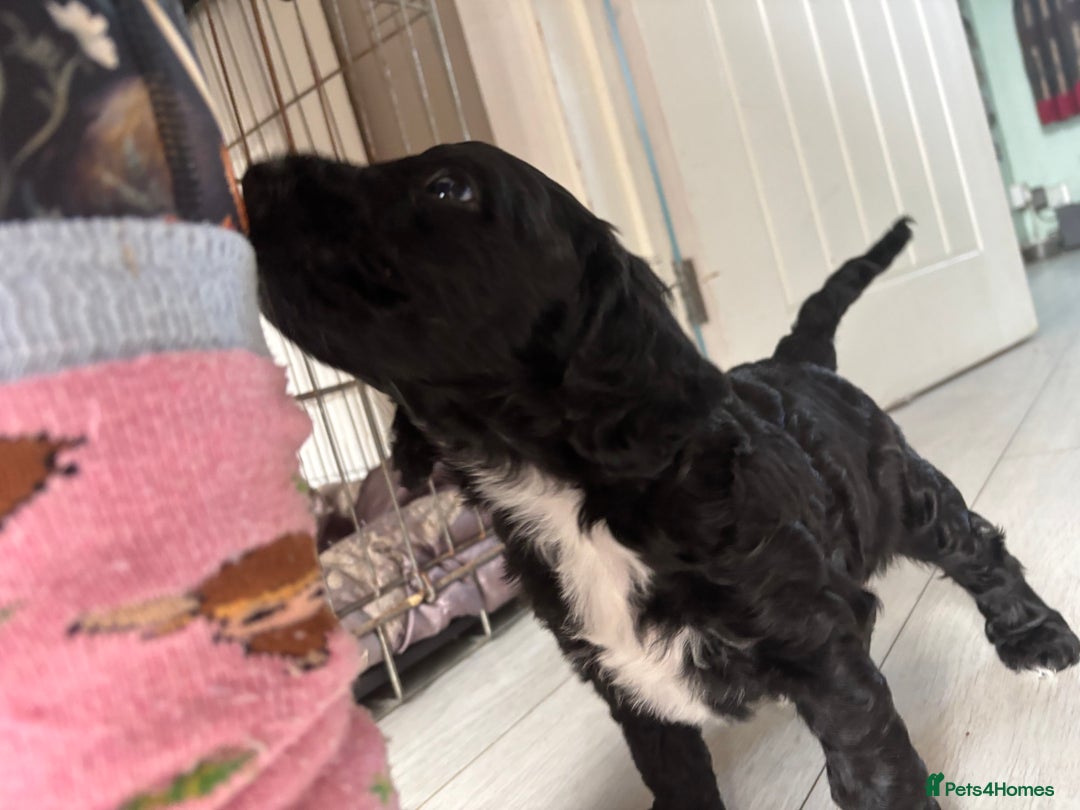Cockapoo dogs for sale: 1 male black and white cockapoo left for sale - Image 2