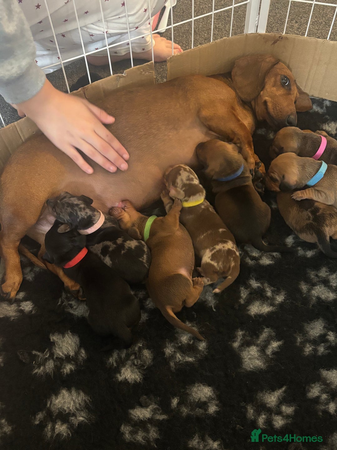 Dachshund dogs for sale: Beautiful dachshund puppies  - Image 3