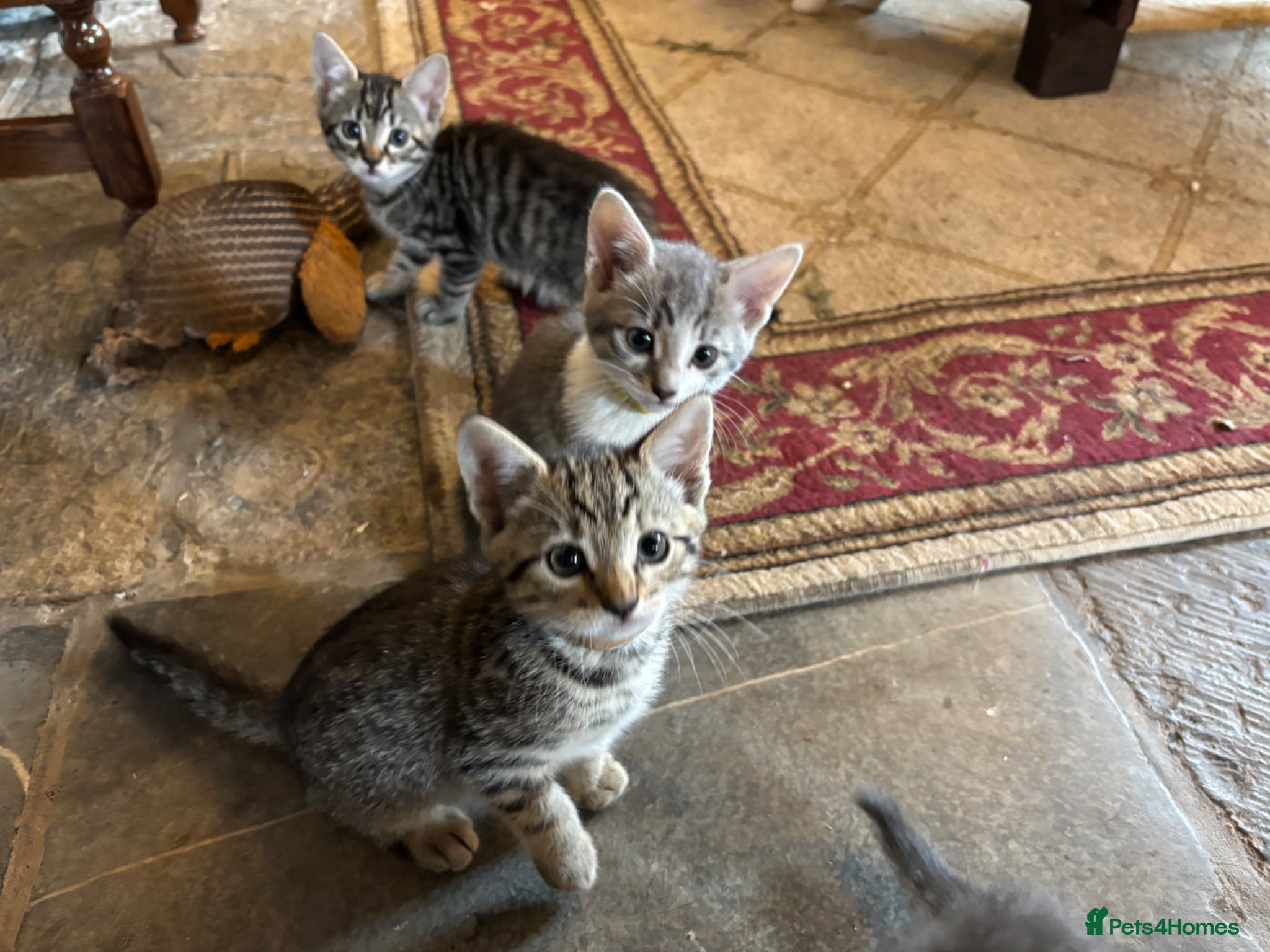 Mixed Breed cats for sale: Gorgeous Kittens Looking for 5* Forever Homes  - Advert 19
