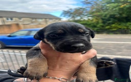 Mixed Breed dogs for sale: Doberman x cane corso  - Image 23