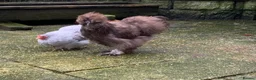 Chickens poultry for sale: USA Silkie boy  - Advert 6
