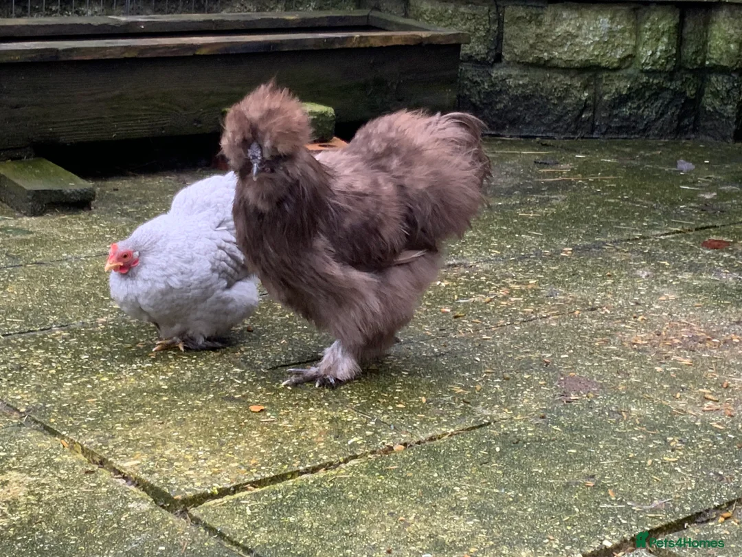 Chickens poultry for sale: USA Silkie boy  - Advert 6