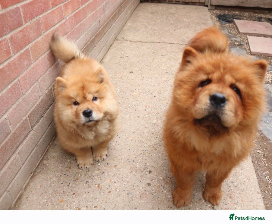 Chow Chow dogs Beautiful Chow girls available now  - Advert 2