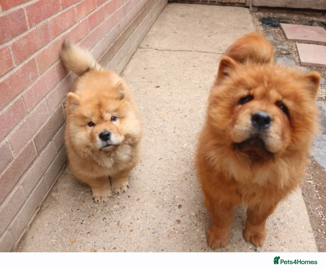 Chow Chow dogs for sale: Beautiful Chow girls available now  - Advert 2