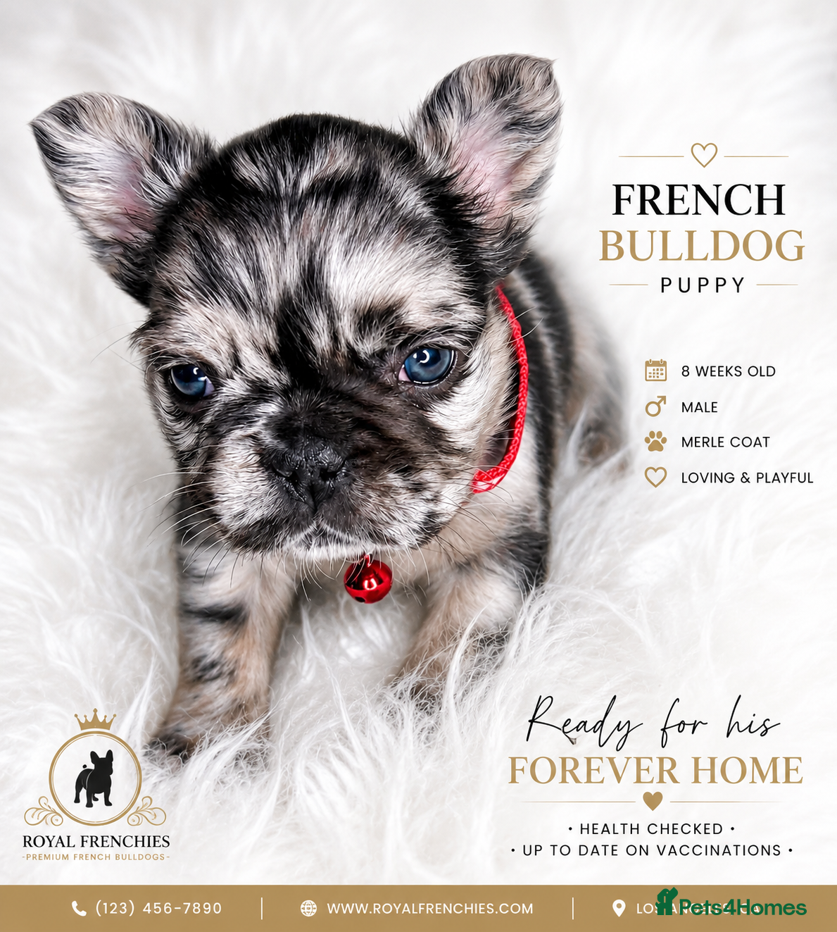 French Bulldog dogs Rare Fluffy French Bulldog Puppies  - Advert 16