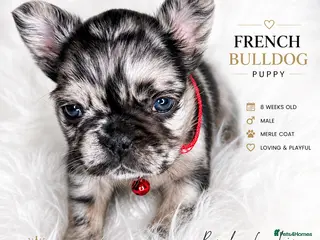 French Bulldog dogs Rare Fluffy French Bulldog Puppies - Advert 16