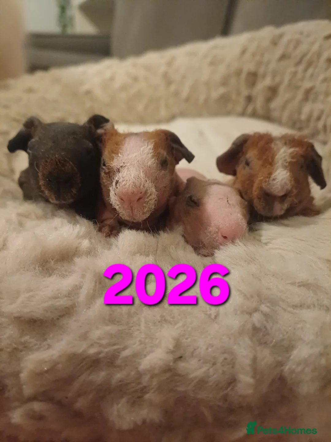 Guinea Pig rodents for sale: Skinny/wolfies? Swiss and teddys - Advert 1